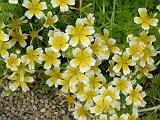 Limnanthes douglasii_2 